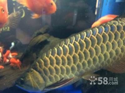 0公分虎魚(yú)，體型惹眼，其價(jià)格究竟高不高？