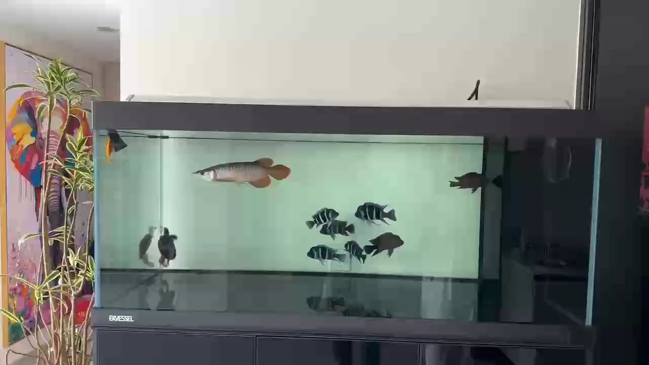 到家第二天，新環境初體驗，那些小確幸與小 到家第二天，新環境初體驗，那些小確幸與小 龍魚論壇