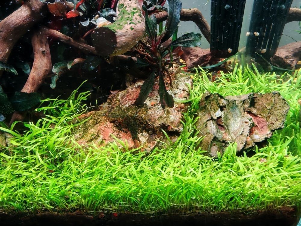 祥龍賀歲，福滿人間！ 祥龍賀歲，福滿人間！ 龍魚論壇 第3張