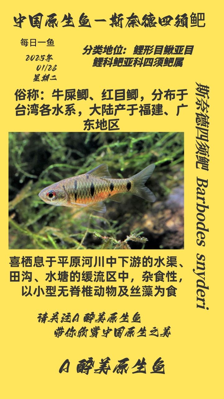 斯奈德四須鲃，獨(dú)特習(xí)性與生存環(huán)境探秘