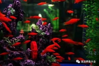 魚養殖能否賺錢？