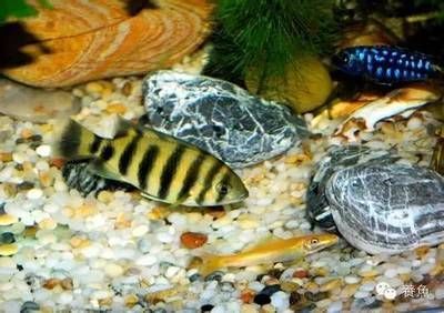 魚養殖能否賺錢？