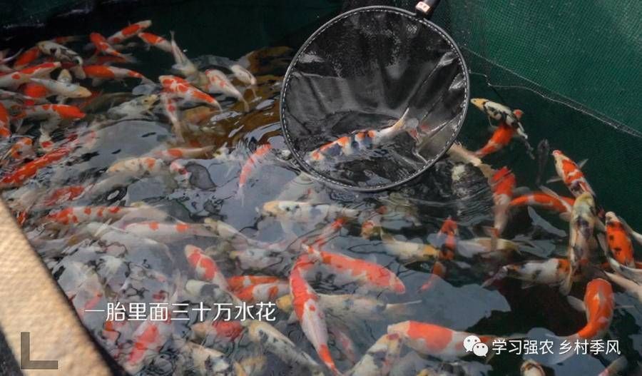 魚養殖能否賺錢？