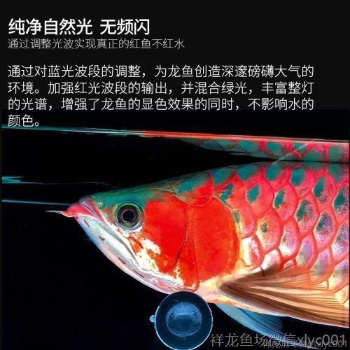 印龍魚增艷燈系列，亮彩、紅龍及
