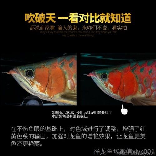 印龍魚增艷燈系列，亮彩、紅龍及
