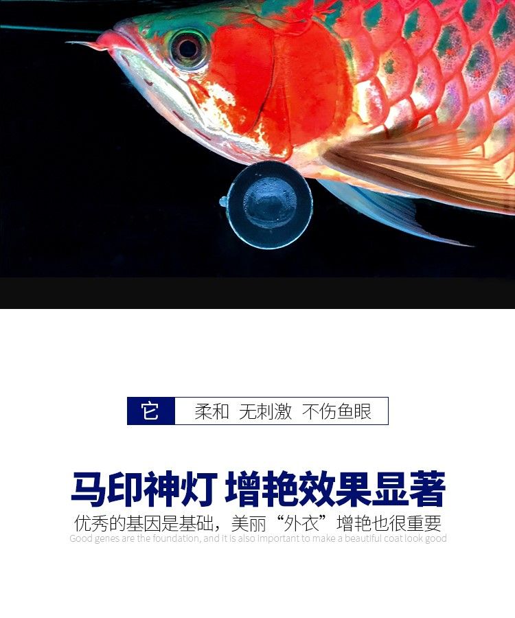 印龍魚增艷燈系列，亮彩、紅龍及