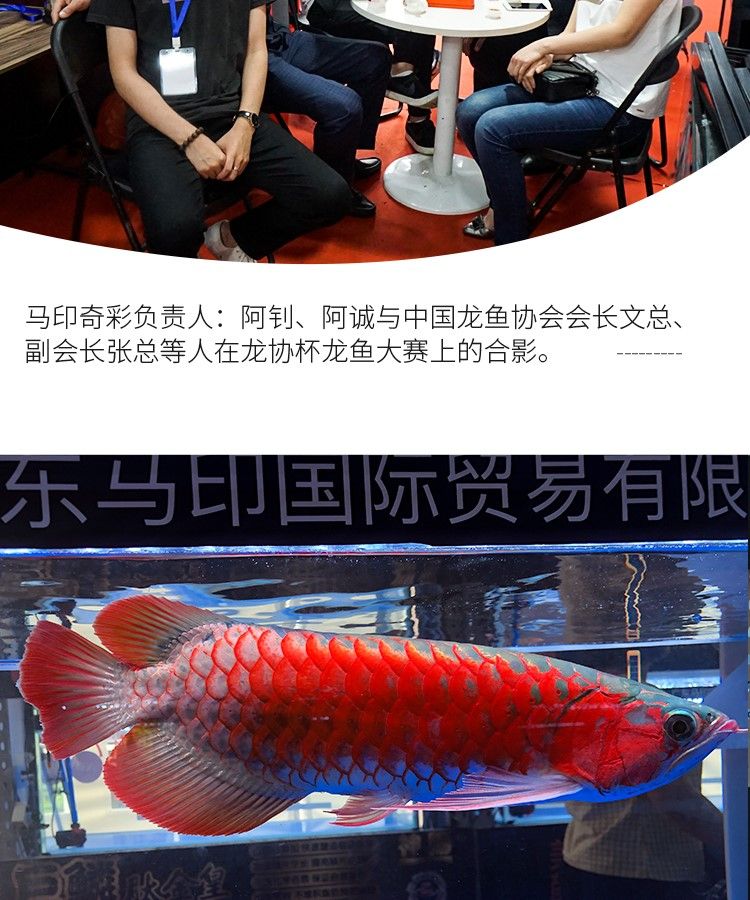 印龍魚增艷燈系列，亮彩、紅龍及