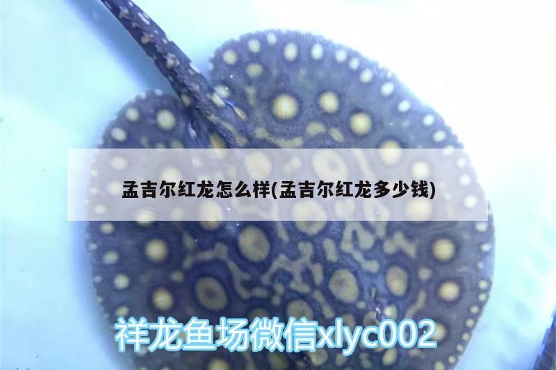 吉爾紅龍品質與價格全解析，特點、優劣及市場 吉爾紅龍品質與價格全解析，特點、優劣及市場 廣州孟吉爾