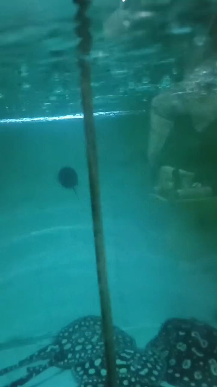 生小魚，奇妙水族生命的誕生與成長之神秘過程 生小魚，奇妙水族生命的誕生與成長之神秘過程 龍魚論壇 第1張