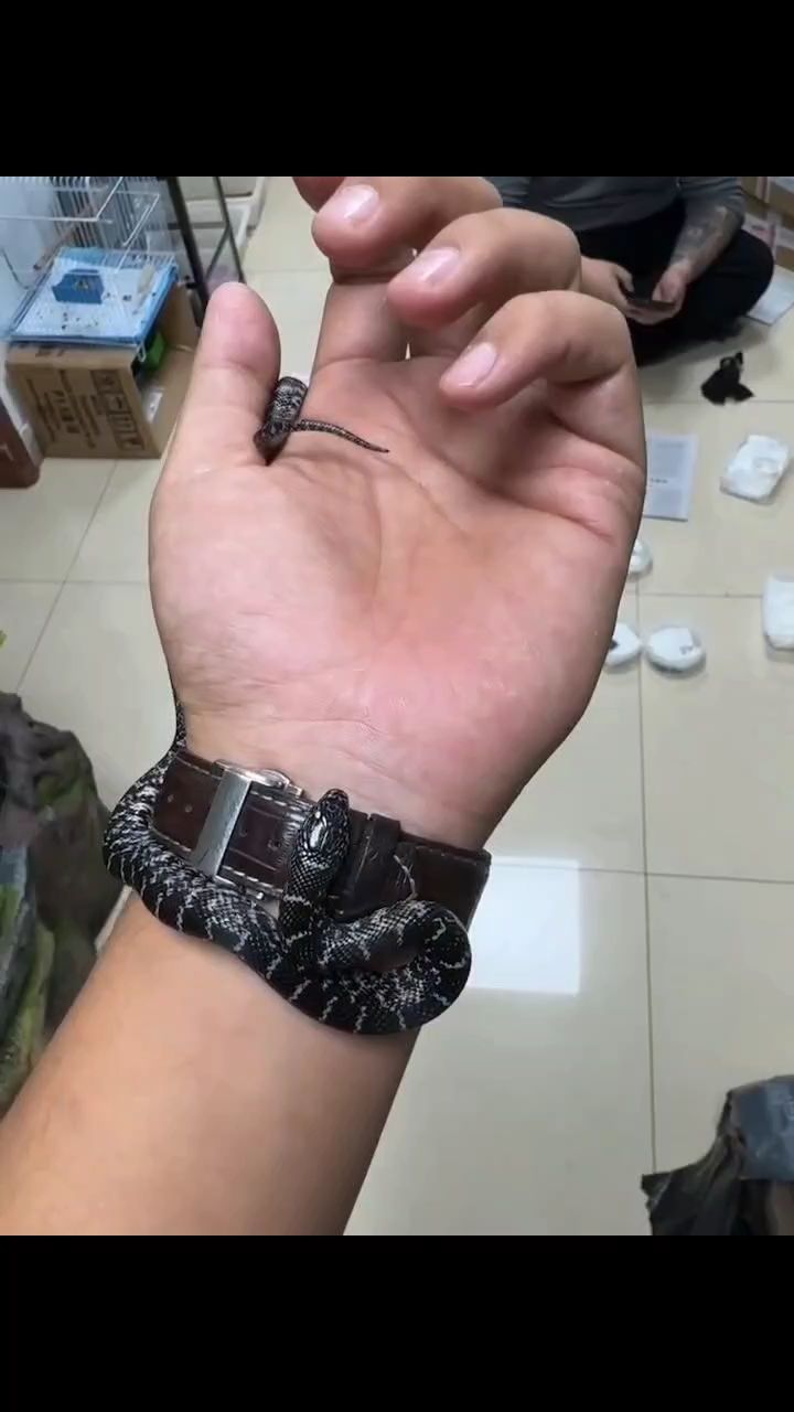 黃布魯克大苗公30g僅售420，品質花卉 黃布魯克大苗公30g僅售420，品質花卉 龍魚論壇