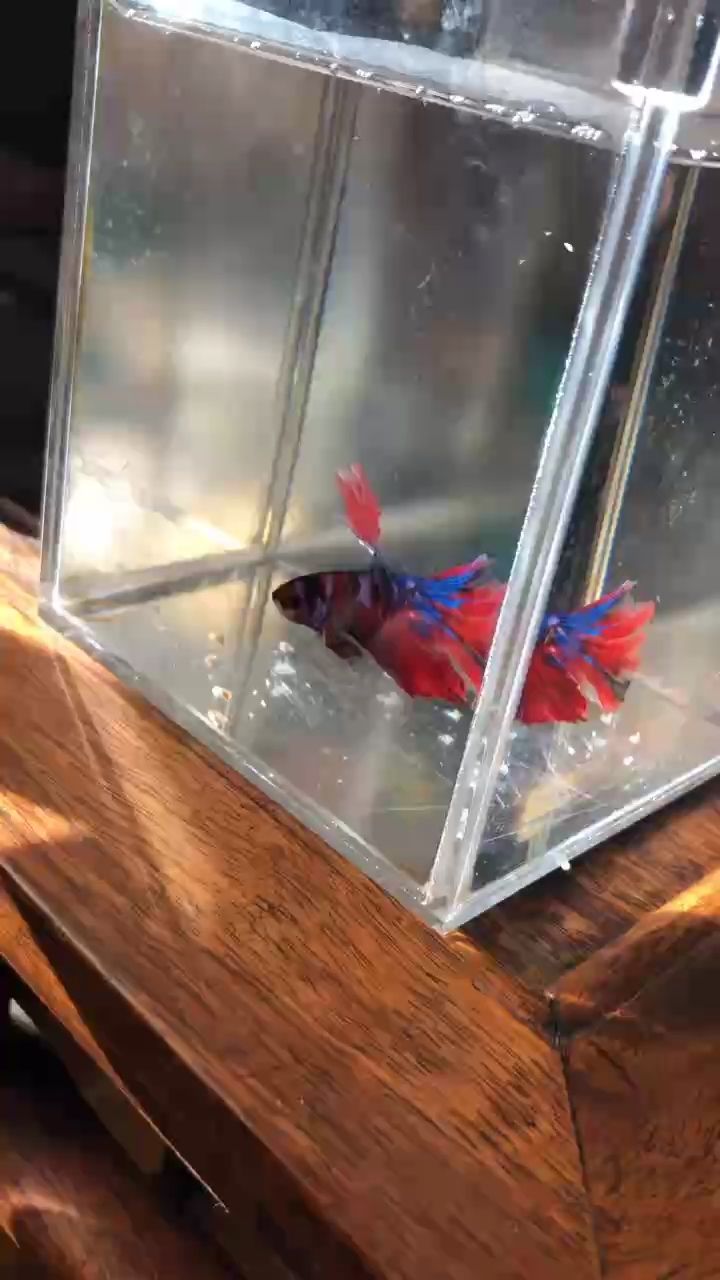 斗之風云，于激烈角逐中探尋未知的熱血征程