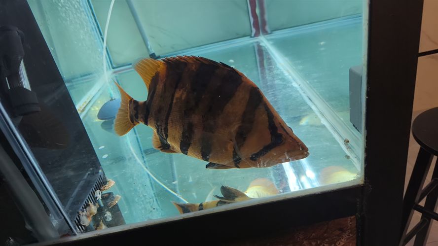 混養，不同品種魚蝦共塘，生態養殖的探索 混養，不同品種魚蝦共塘，生態養殖的探索 龍魚論壇 第1張