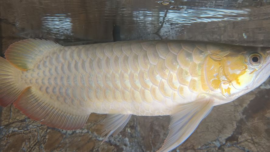 混養，不同品種魚蝦共塘，生態養殖的探索 混養，不同品種魚蝦共塘，生態養殖的探索 龍魚論壇 第2張