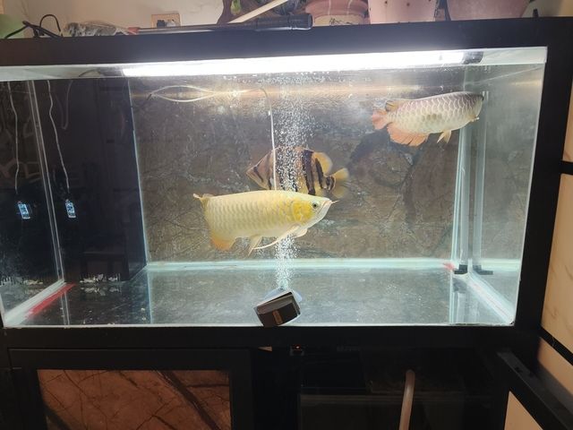 混養，不同品種魚蝦共塘，生態養殖的探索 混養，不同品種魚蝦共塘，生態養殖的探索 龍魚論壇 第3張