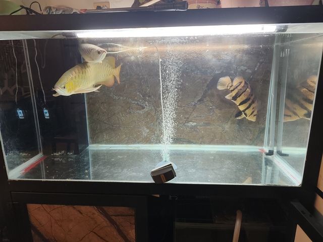 混養，不同品種魚蝦共塘，生態養殖的探索 混養，不同品種魚蝦共塘，生態養殖的探索 龍魚論壇 第5張