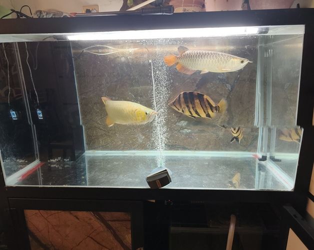 混養，不同品種魚蝦共塘，生態養殖的探索 混養，不同品種魚蝦共塘，生態養殖的探索 龍魚論壇 第4張