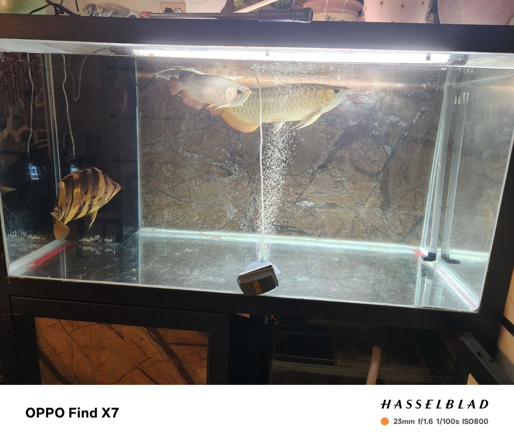 混養，不同品種魚蝦共塘，生態養殖的探索 混養，不同品種魚蝦共塘，生態養殖的探索 龍魚論壇 第6張