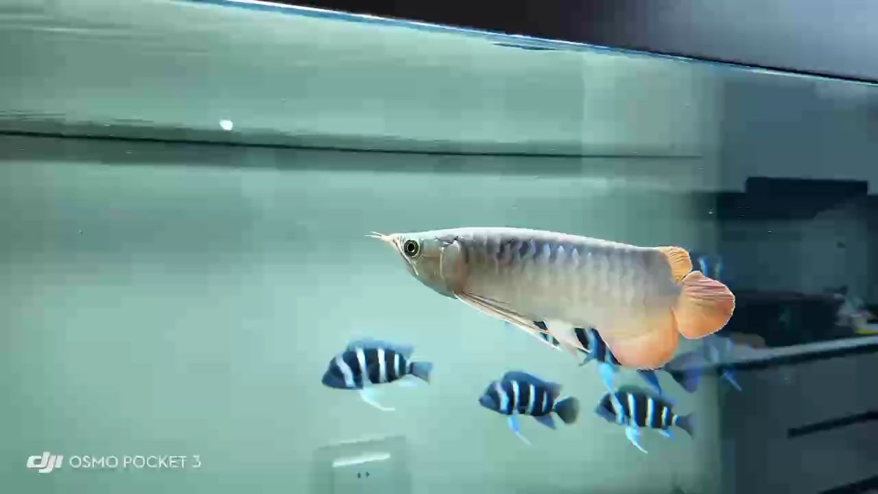 新魚到家，開啟奇妙水族箱生活，養護要點及