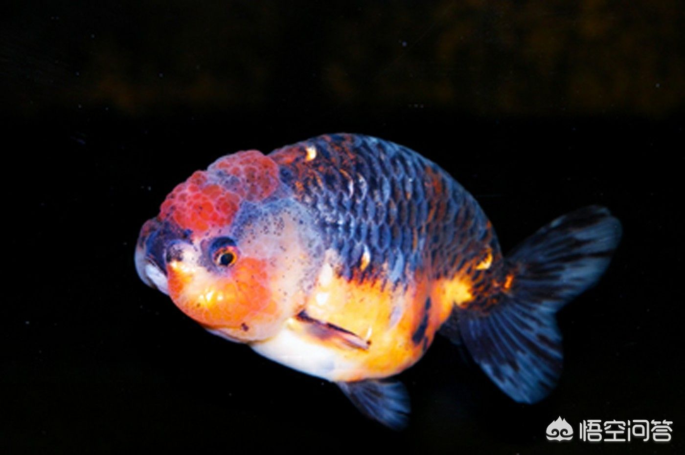 紅龍魚高清圖庫，探秘神秘水族，領略紅