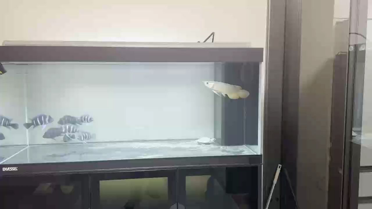 新魚入缸，開啟奇妙水下世界，這些要點你得知道