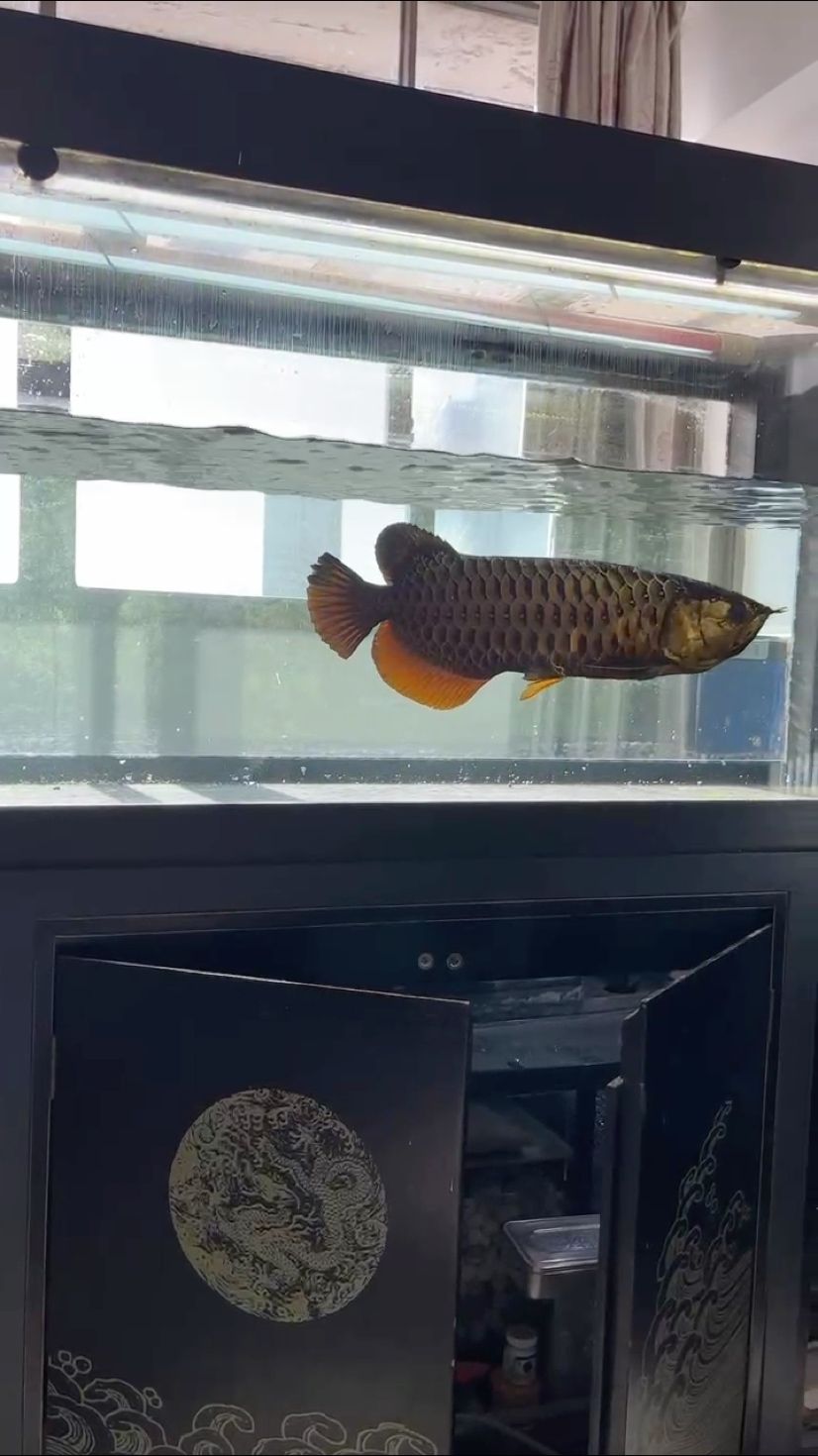 換水迎新春，除舊布新歡度