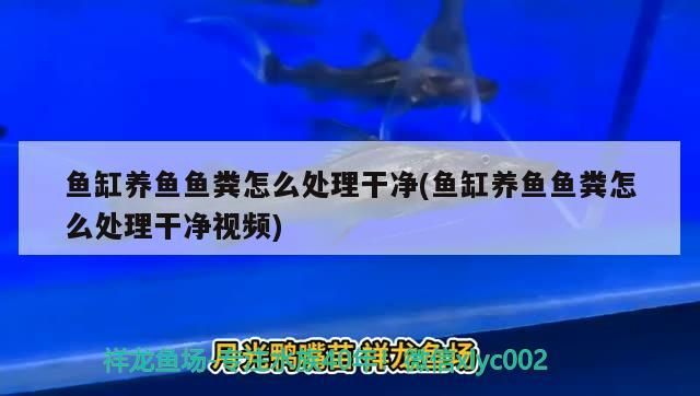 飼料 養魚魚糞處理妙招,輕松搞定魚缸清潔難題( 黃金貓魚百科 養魚魚糞處理妙招,輕松搞定魚缸清潔難題( 養魚魚糞處理妙招,輕松搞定魚缸清潔難題( 黃金貓魚百科