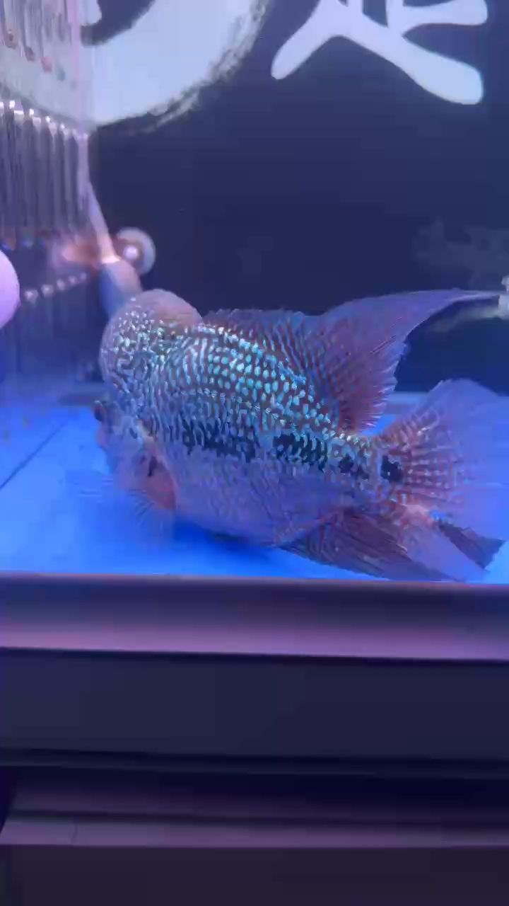 魚不愛動原因何在？ 魚不愛動原因何在？ 龍魚論壇