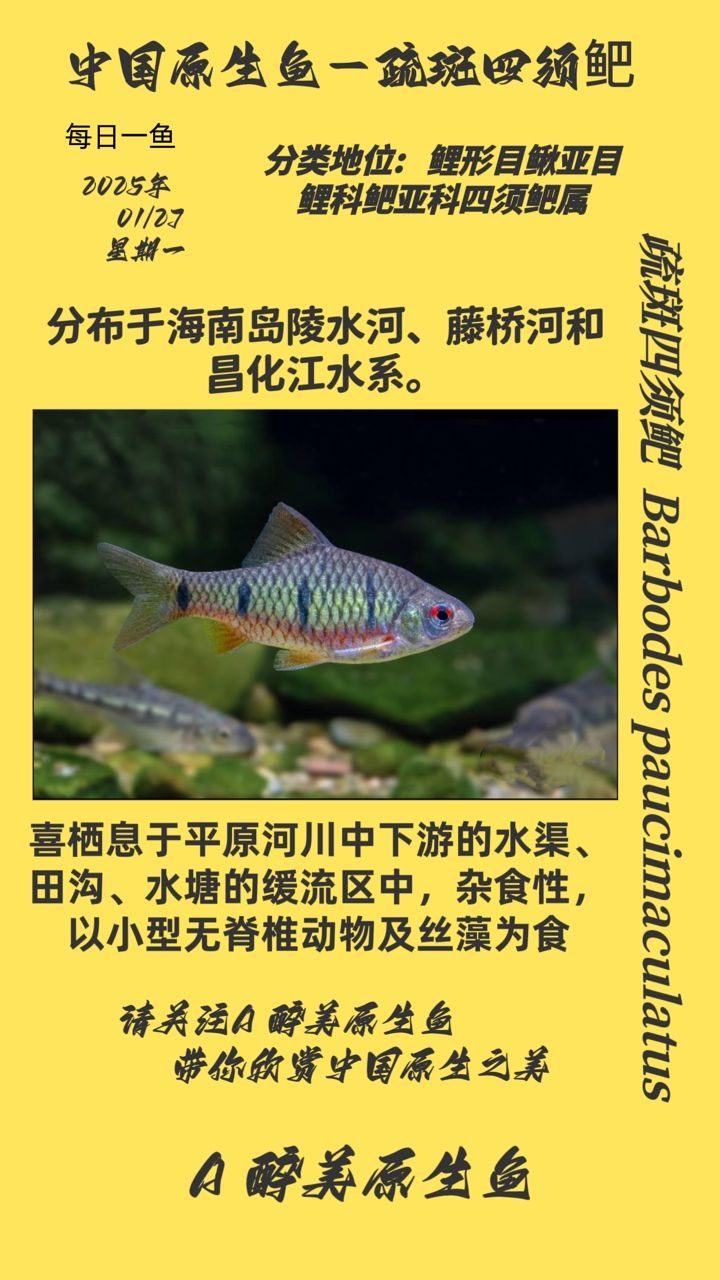 探秘疏斑四須鲃，獨特魚類的生態習性與