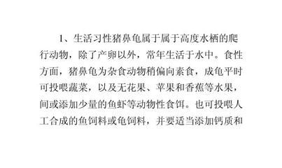 豬鼻龜繁殖技術(shù)全解析，從親龜選育到稚龜養(yǎng)護的科學(xué)指南