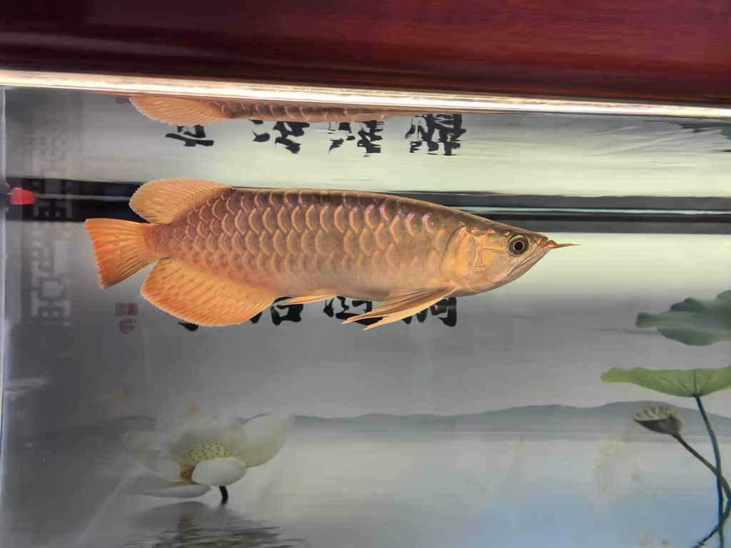 堅(jiān)持愛(ài)好,在熱愛(ài)中尋得生活力量與心靈慰藉 龍魚(yú)論壇 第2張 堅(jiān)持愛(ài)好,在熱愛(ài)中尋得生活力量與心靈慰藉 堅(jiān)持愛(ài)好,在熱愛(ài)中尋得生活力量與心靈慰藉 龍魚(yú)論壇 第2張