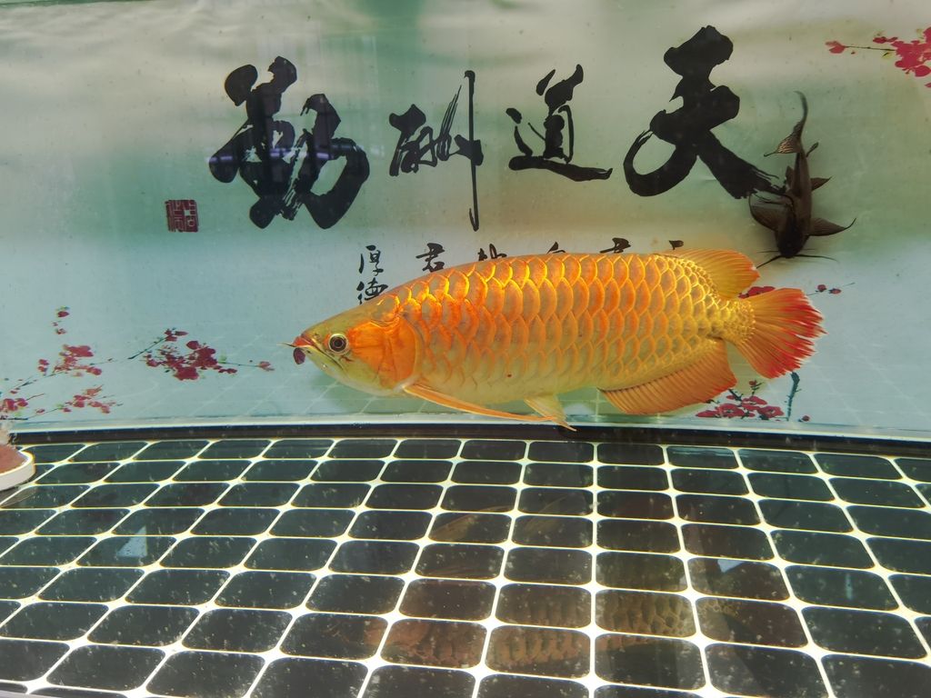 您未提供具體的內(nèi)容，我無(wú)法直接生成準(zhǔn)確的長(zhǎng)標(biāo)題。但您可以按照以下思路自行創(chuàng)建，，- 如果是關(guān)于某個(gè)事件，例如[具體事件名稱]的來(lái)龍去脈與深遠(yuǎn)影響剖析。，- 若是人物相關(guān)，像[人物名字]的傳奇人生軌跡及成就亮點(diǎn)綜述。，- 對(duì)于某種事物，比如[事物名稱]的特性、功能與應(yīng)用前景詳析 。