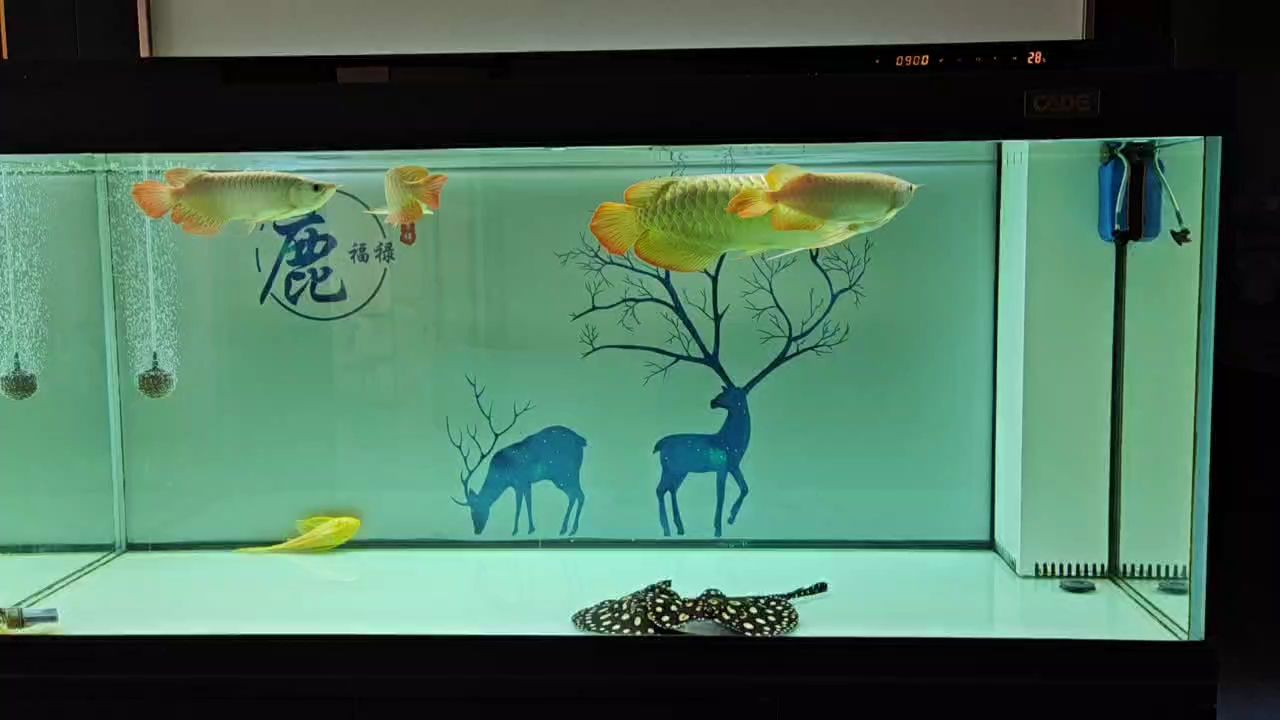 違了，龍因魟致食猛，體型難控成