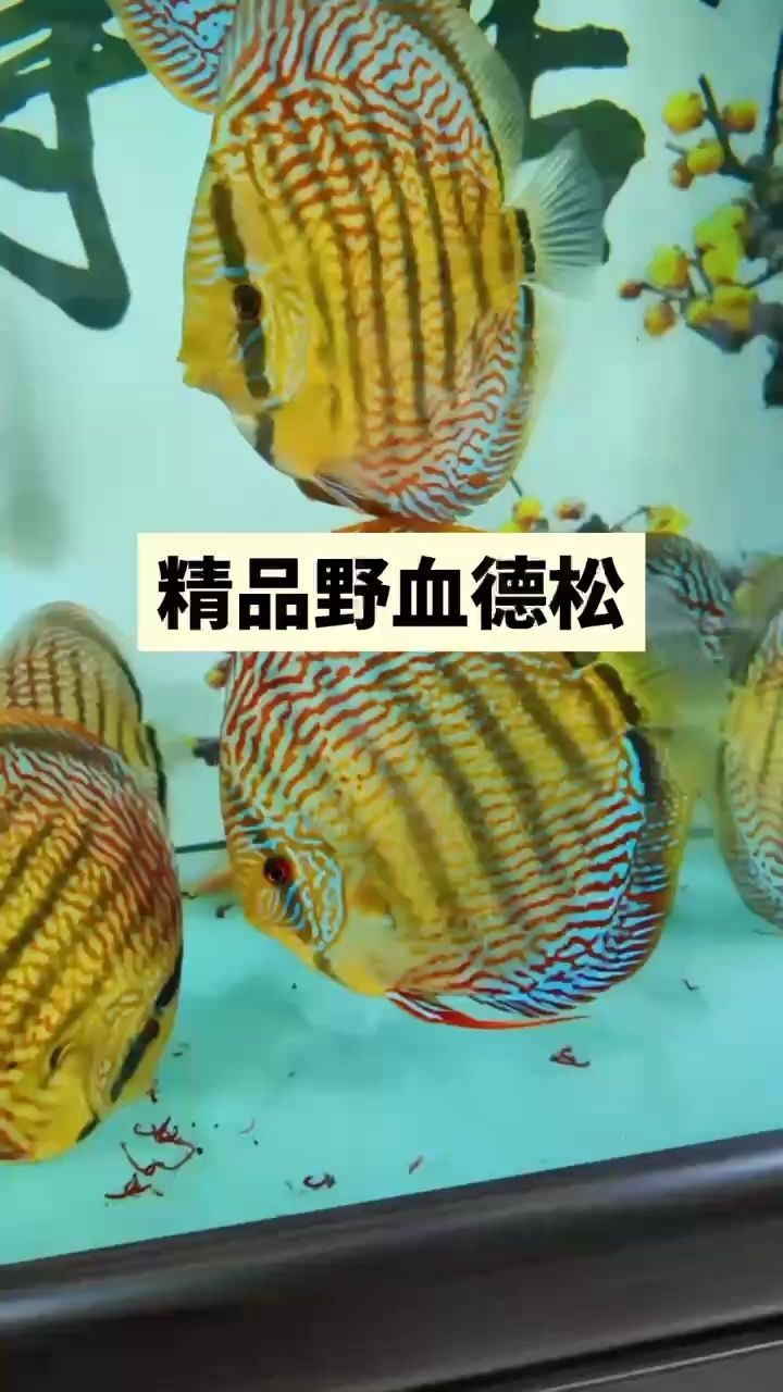 探尋漂亮背后的多元內(nèi)涵，顏值魅力與氣質(zhì)風(fēng)華 探尋漂亮背后的多元內(nèi)涵，顏值魅力與氣質(zhì)風(fēng)華 龍魚(yú)論壇