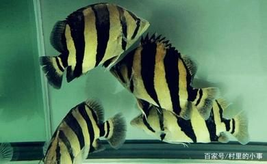 魚食量及喂養方法詳解，吃得是否多？