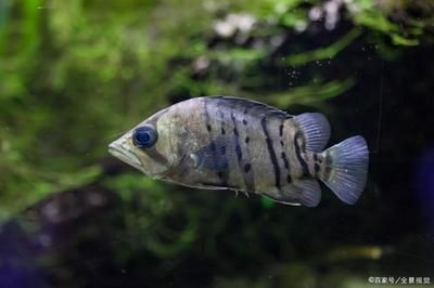 魚食量及喂養方法詳解，吃得是否多？