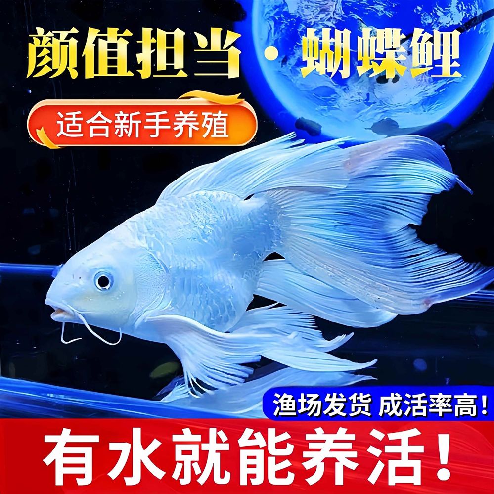 蝴蝶鯉與短身蝴蝶鯉對(duì)比，哪種更優(yōu)及二者 蝴蝶鯉與短身蝴蝶鯉對(duì)比，哪種更優(yōu)及二者 蝴蝶鯉百科 第2張