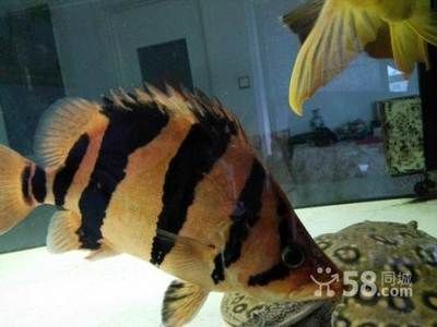 虎配什么魚能變明虎？ 虎配什么魚能變明虎？ 虎魚百科 第1張