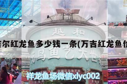 吉爾紅龍魚與萬吉紅龍魚價格對比，一條