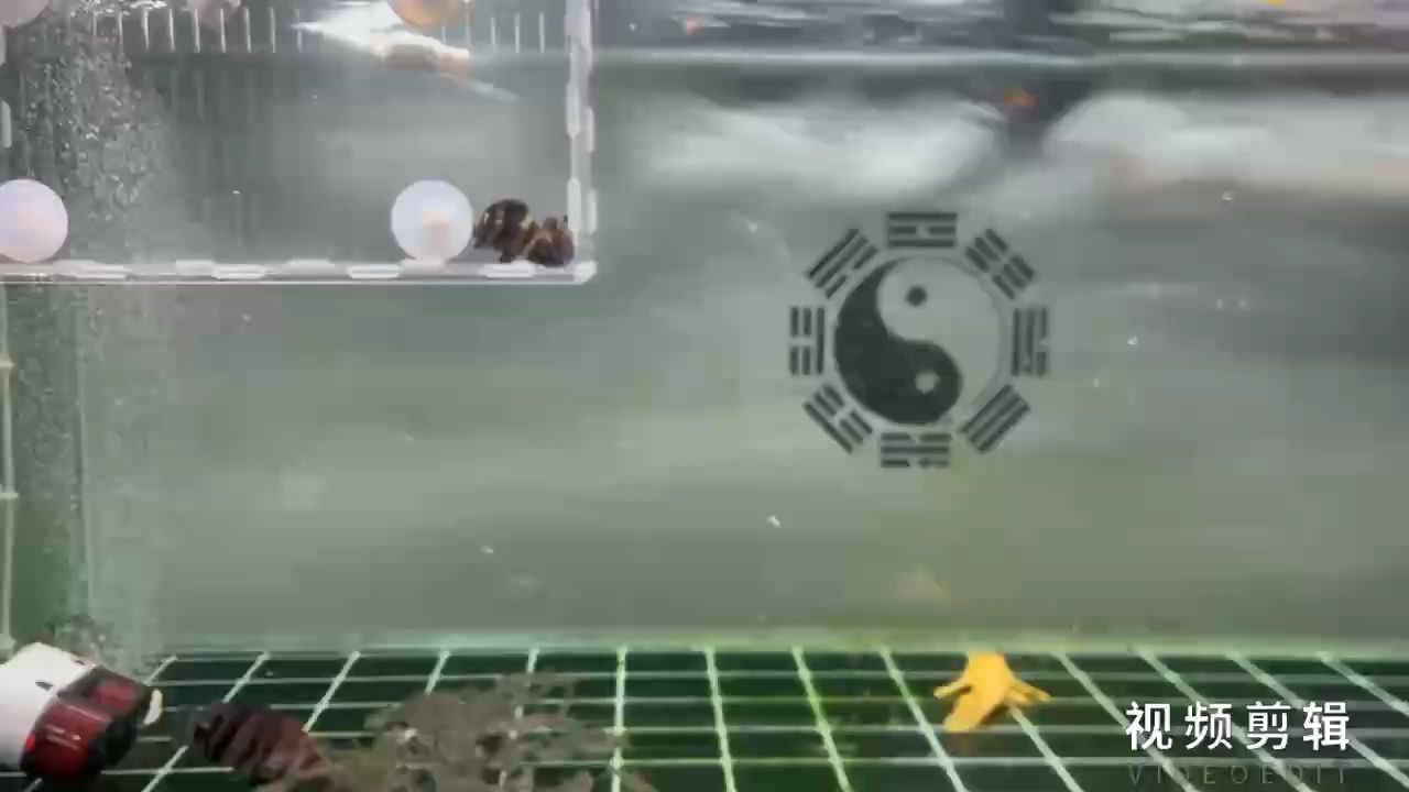 魚缸用增氧泵價格是多少:魚缸增氧機-xtrac增氧機-xtrac增氧機 每日簽到,記錄生活點滴,收獲堅持 龍魚論壇 每日簽到,記錄生活點滴,收獲堅持 每日簽到,記錄生活點滴,收獲堅持 龍魚論壇