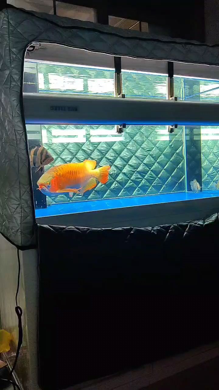 鸚鵡魚和銀龍魚混養(yǎng)怎樣喂食 記錄,生活點滴、情感軌跡與難忘瞬間的珍貴留念 龍魚論壇 記錄,生活點滴、情感軌跡與難忘瞬間的珍貴留念 記錄,生活點滴、情感軌跡與難忘瞬間的珍貴留念 龍魚論壇