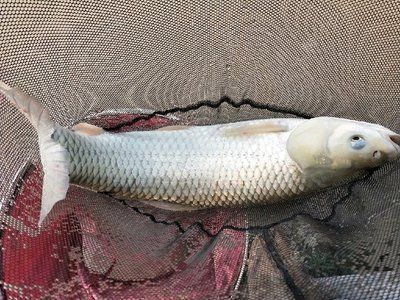 0條魚需多大缸？蘇州洪發水族用品有限公司