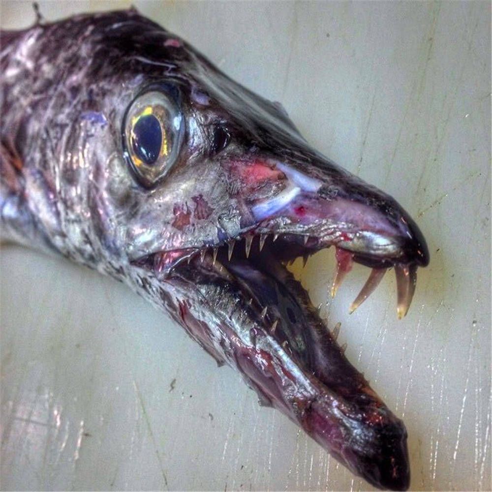 0條魚需多大缸？蘇州洪發水族用品有限公司