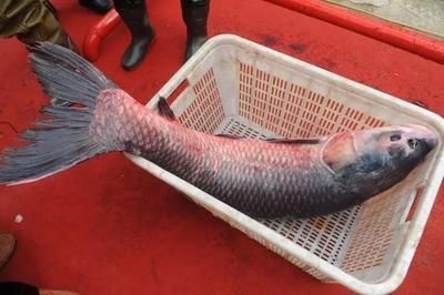魚缸的水突然渾濁是什么原因（魚缸的水突然渾濁是什么原因突然渾濁是什么原因）