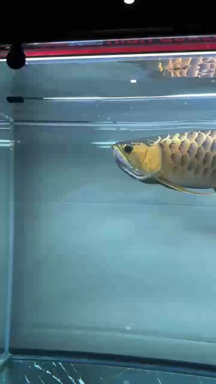 魚缸的水突然渾濁是什么原因（魚缸的水突然渾濁是什么原因突然渾濁是什么原因）