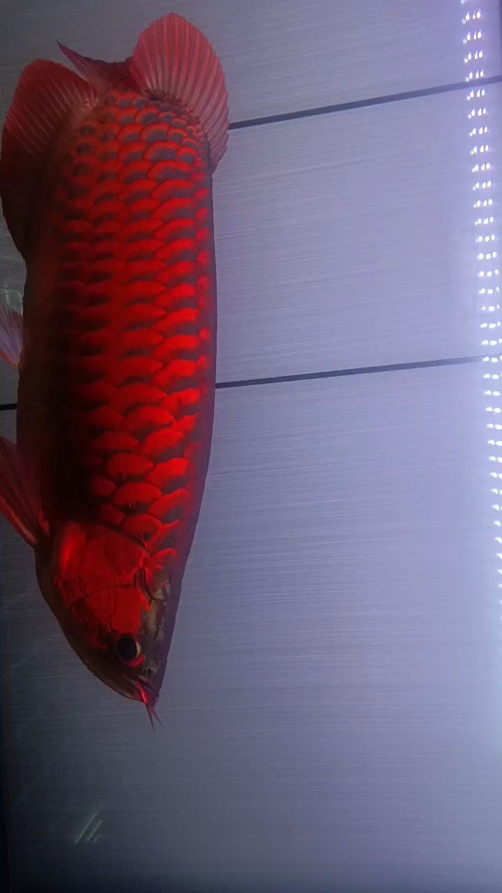 探索水之奧秘，從日常到科學，加水背后的奇妙世界