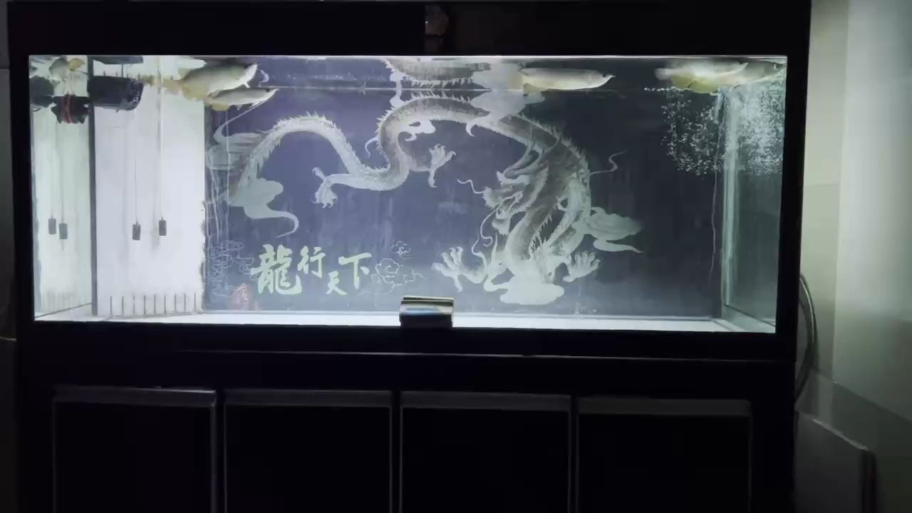 背景后氣勢恢宏，龍兒卻暫不敢靠近游弋 背景后氣勢恢宏，龍兒卻暫不敢靠近游弋 龍魚論壇