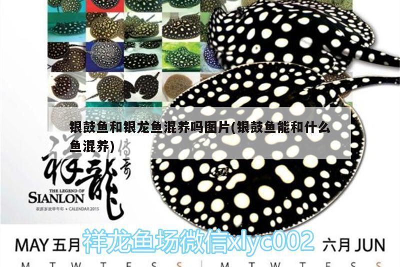 鼓魚與銀龍魚能否混養(yǎng)？ 鼓魚與銀龍魚能否混養(yǎng)？ 銀龍魚百科