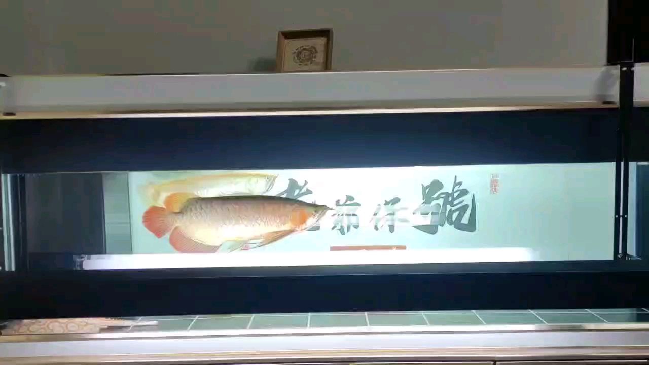 魚喝茶，悠然自得，品味生活之美，實乃人生