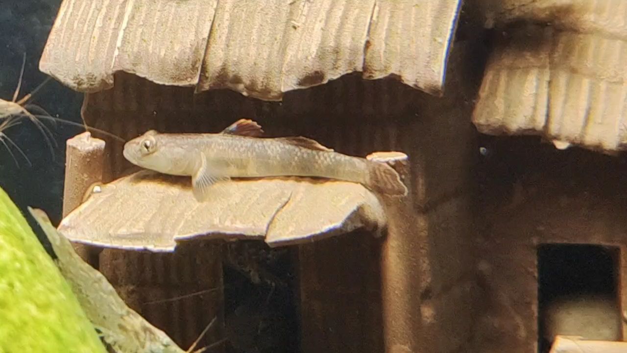魚快，暢享休閑垂釣時光，收獲魚兒滿簍 魚快，暢享休閑垂釣時光，收獲魚兒滿簍 龍魚論壇