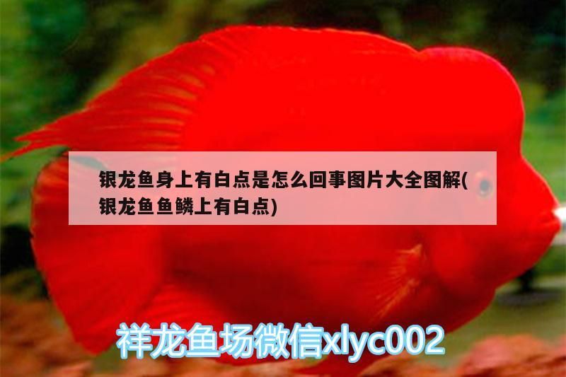 龍魚身上現白點原因揭秘及圖片大全圖解（魚鱗白點問題詳解